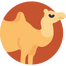 Camel Confrontation